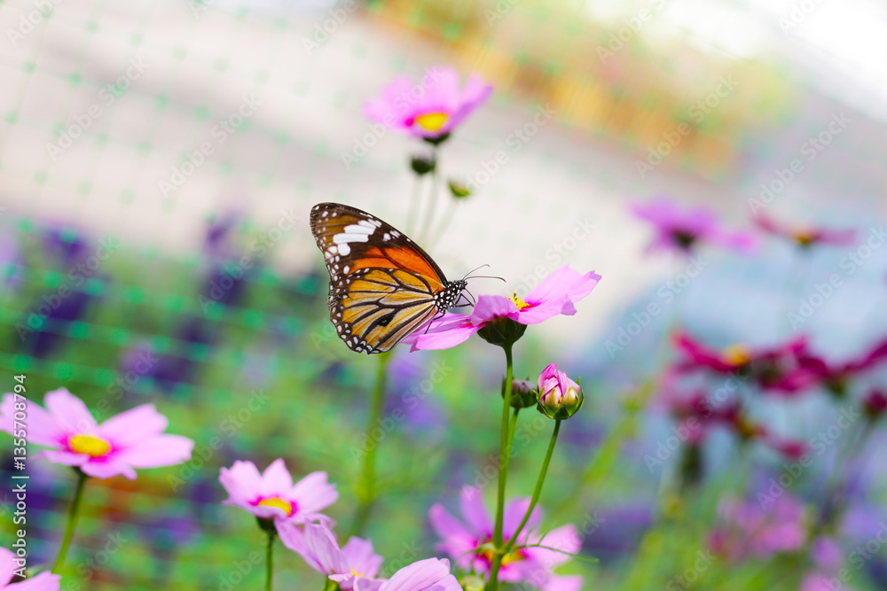 Obraz premium A beautiful butterfly in the garden