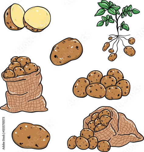 Illustration of potatoes, doodle style