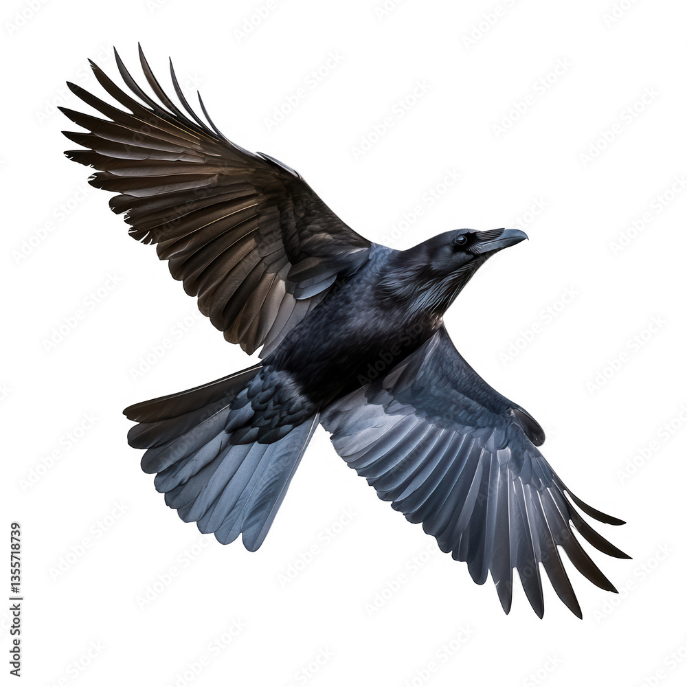 Fototapeta premium raven in mid-flight showcasing its expansive wings and sleek black feathers against a white background the photograph emphasizes the elegance and grace of bird in motion