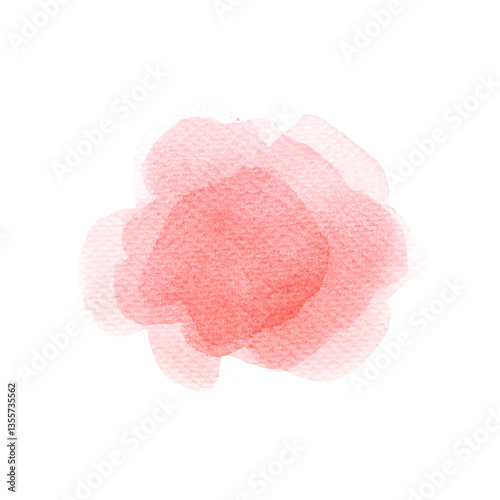 a pink rose isolated on white.