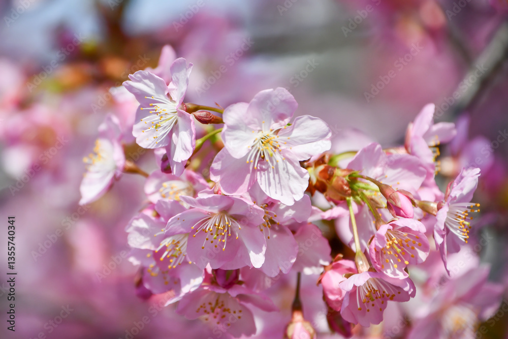 Fototapeta premium 京都 淀水路の河津桜