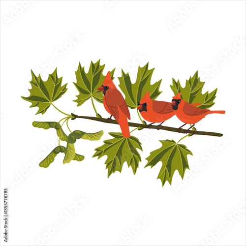 vector drawing sugar maple and nothern cardinal birds, tree branch with green leaves and seeds, Acer saccharum isolated at white background, hand drawn illustration