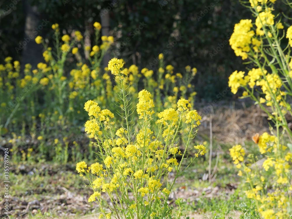 Obraz premium 公園で菜の花が咲いている