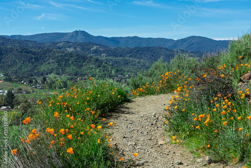 A rugged path bordered by blooming California golden poppies wildflowers overlooks a valley dotted with scattered homes, surrounded by lush greenery and framed by the mountains