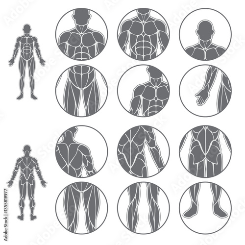Human body muscles set