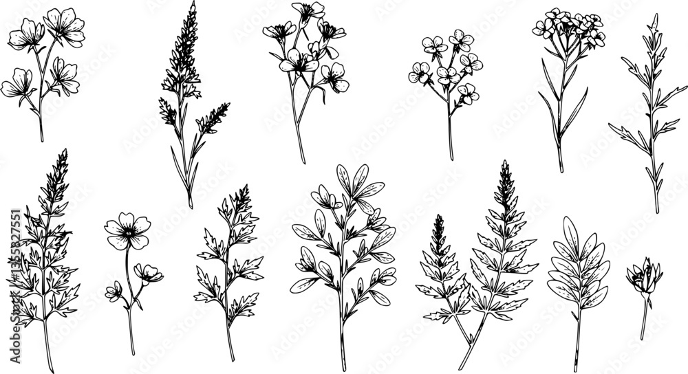 Fototapeta premium Hand drawn flowers, floral plants. Ornament leaves and branch decor elements, line nature decoration, garden herbs stem and meadow petals. Black floral elegant outline doodles vector set