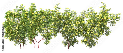 3D Render Ivy Plant on Transparent Background

