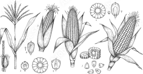 Corn plants. Maize stalk field, vintage outline food sketch with line leaf, retro black and white farm agriculture. Ripe cobs, stalk with leaves, flowers. Vector drawing isolated illustration 