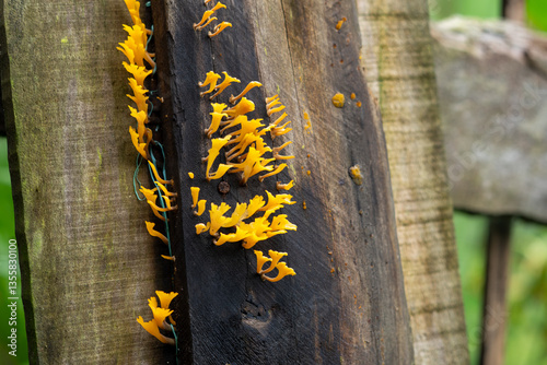 Vibrant yellow Dacryomyces fungi bloom on aged wooden fence, highlighting natural decomposition