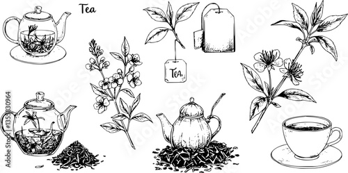 Dried tea sketch. Engraved fresh and dry leaves for black and green morning drink. Hand drawn natural elements set. Plant branch with flowers and teabags. Vector botanical collection