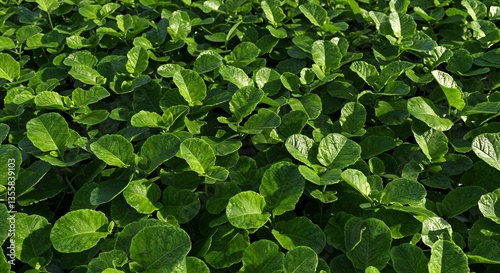 Wallpaper Mural 緑葉の絨毯 鮮やかで輝く緑 生命力溢れる自然 Torontodigital.ca