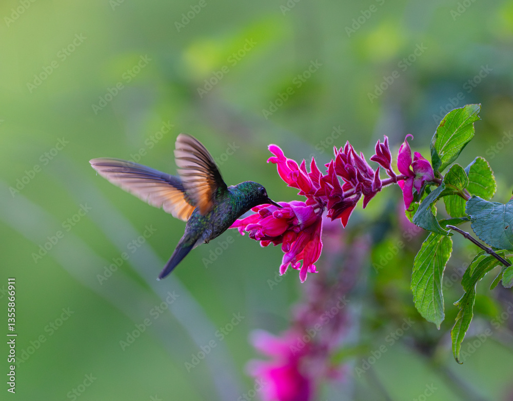Obraz premium hummingbird flying next to blooming flower
