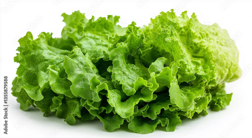 fresh lettuce on white background fresh lettuce on white background