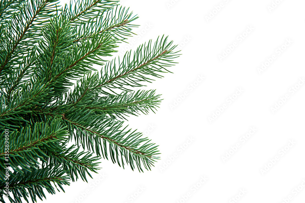 Lush green pine branch against a clean, white background, perfect for holiday or nature-themed designs. Lush green pine branch against a clean, white background, perfect for holiday or nature-themed designs.
