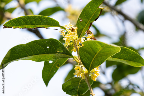 Quadro em tela Osmanthus tree in bloom