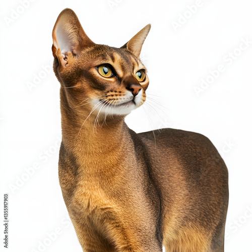 british cat isolated on white background