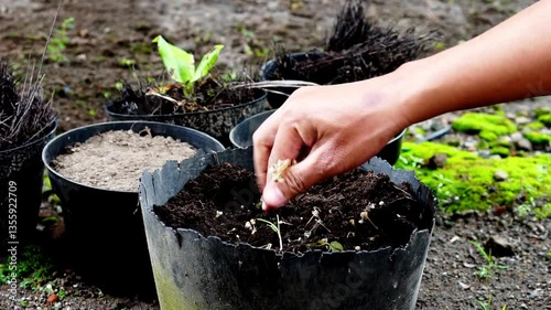 Planting plant seeds in used plastic pots in the garden photo