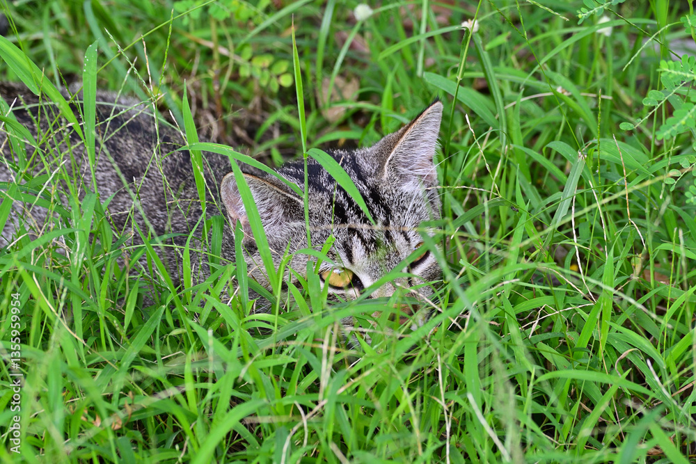 Fototapeta premium Photo of kitten tabby cat hiding in the grass with looking foward.