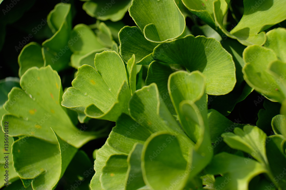 Fototapeta premium Ginko bilobo, green leaves of a medicinal plant close-up