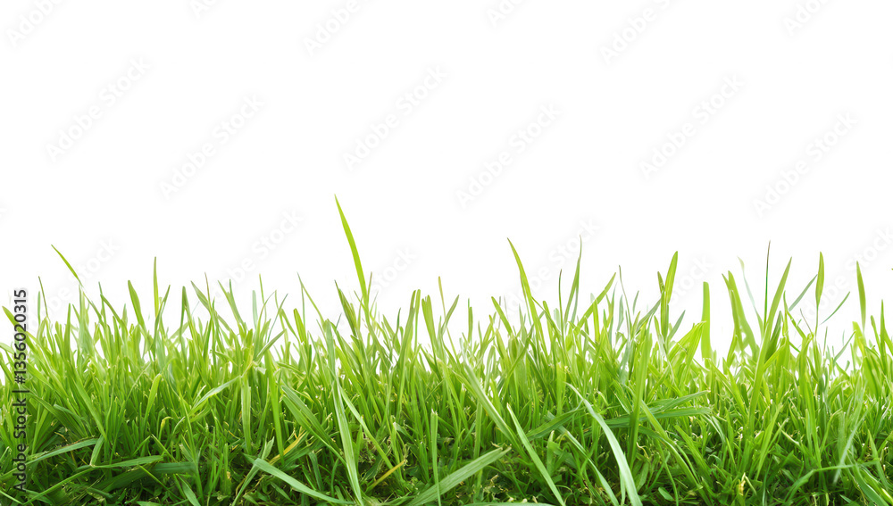Fototapeta premium a close-up view of vibrant green grass against a plain white background showcasing the textures and colors of the grass blades suitable for nature-themed designs or backgrounds