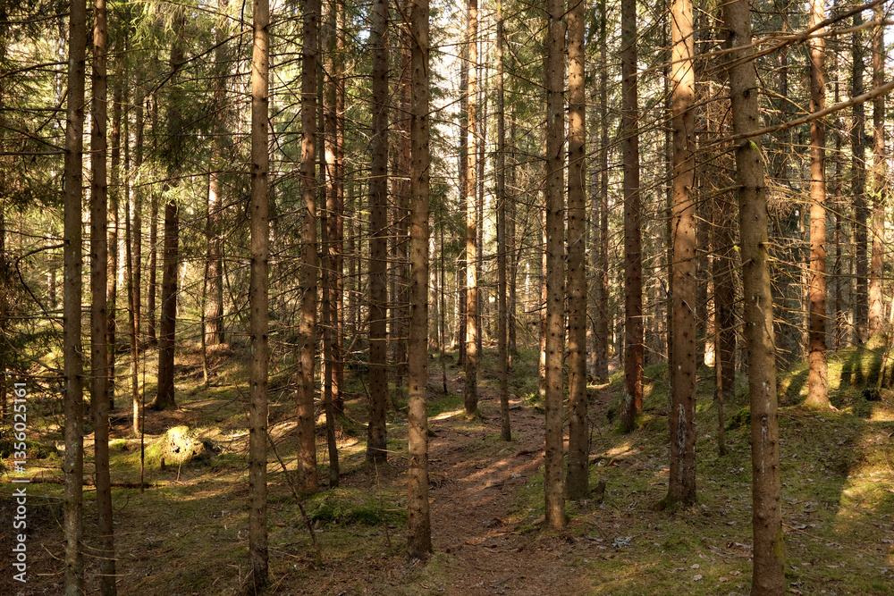 Fototapeta premium Forest