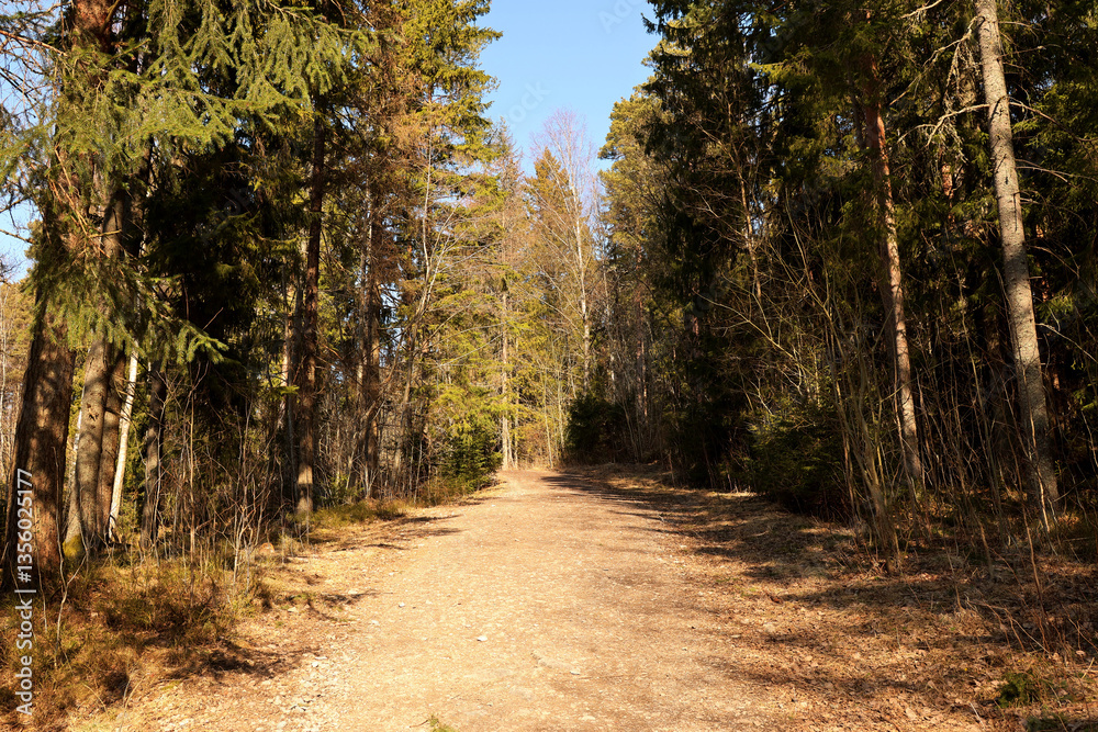 Forest Forest