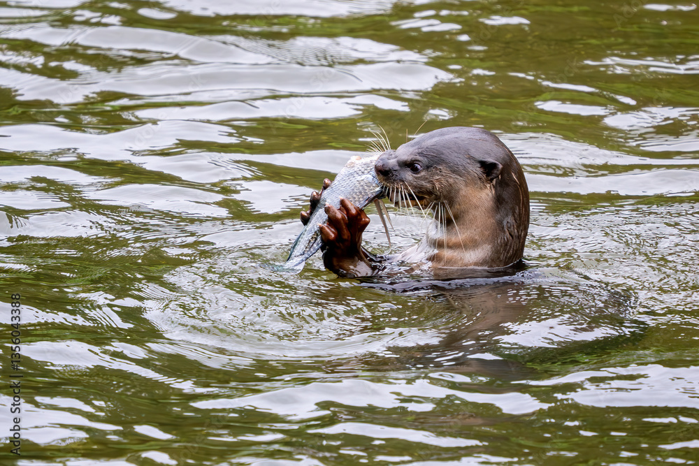 Fototapeta premium Smooth-coated Otter - Lutra perspicillata, fresh water otter from South and Southeast Asian lakes and marshes, Singapore.