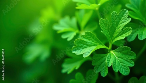 Intricate parsley leaf details, vibrant green hues, design, parsley