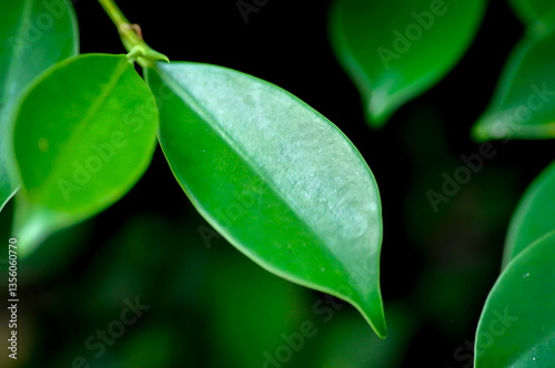 banyan tree or Ficus annulata or ficus bengalensis plant or leaf background