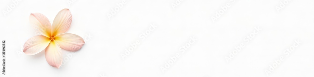 Fototapeta premium Isolated flower against a plain white background, subtle, simple, white background