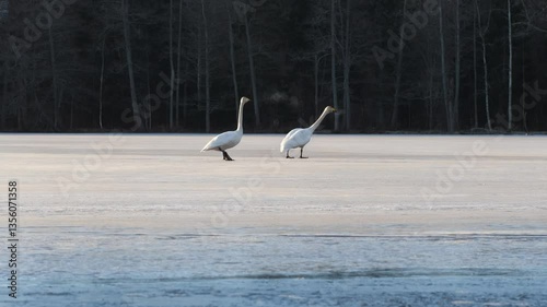 Whooper swans on the ice