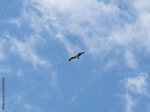 Japanese osprey soars over Yamanoi River 3