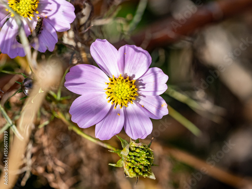 purple cosmos blooming near Fukuoka