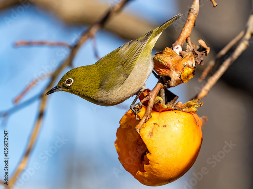Japanese Warbling White-Eyes eating persimmons 5