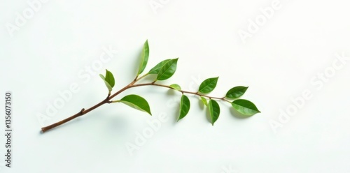 Single isolated branch on white background with subtle gradient, twig, nature, plant