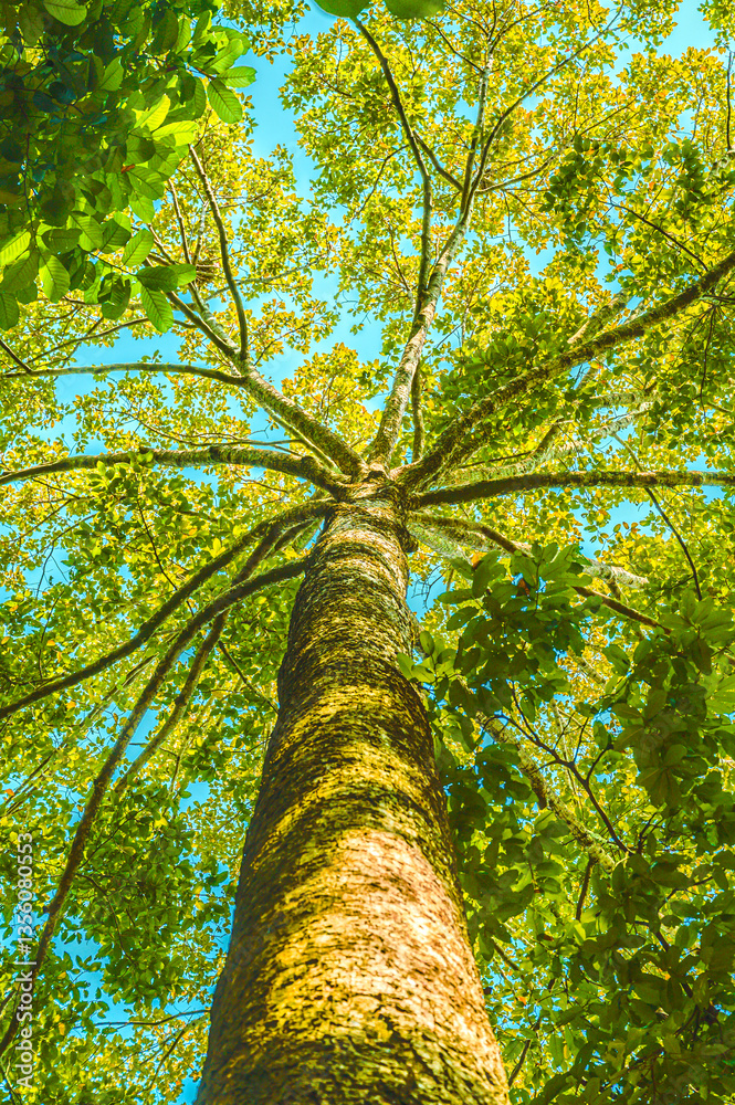 Fototapeta premium Natural Series : An old Dipterocarpus alatus tree in the botanical garden