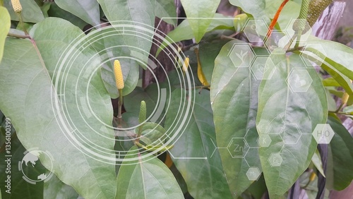 Fotografie Piper longum with digital graphic icons on bokeh background representing smart f