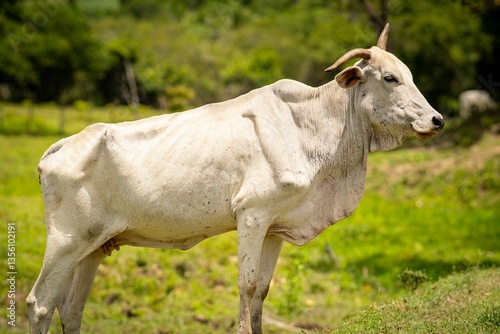 White Cow in Lush Green Pasture