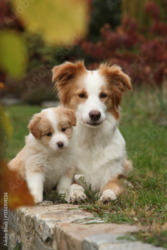 Border collie bitch with its puppy in autumn