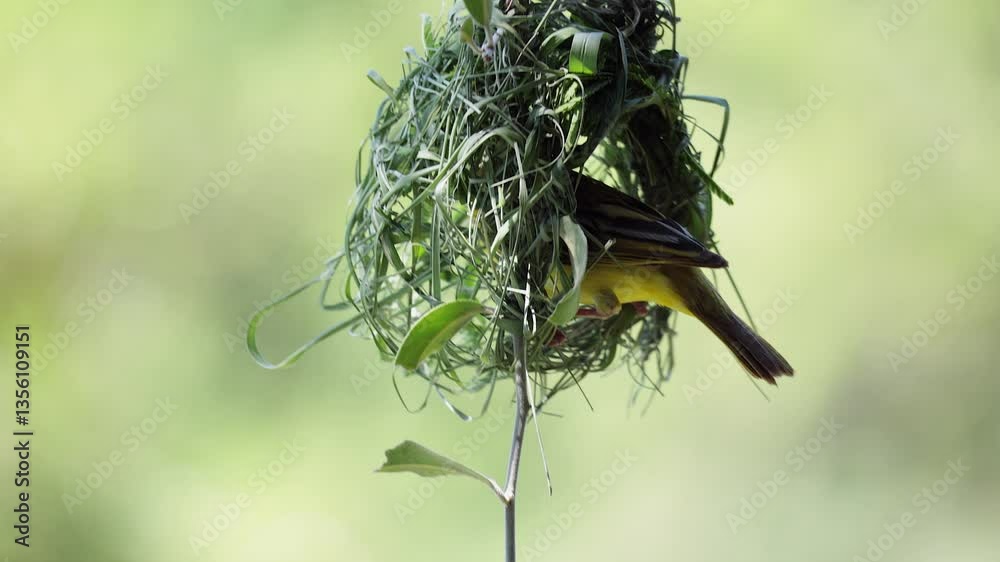 Southern weaver bird weaves nest with green grass, close-up view