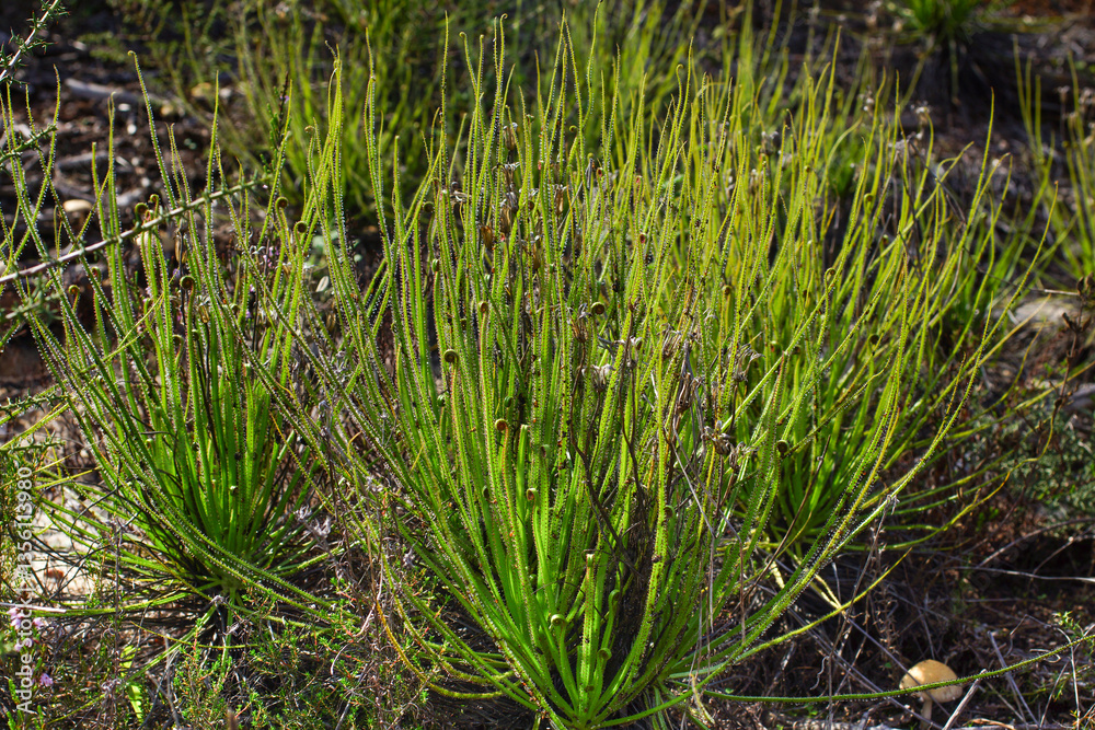 Obraz premium Portuguese sundew (Drosophyllum lusitanicum), plants with curling and sticky leaves in natural habitat, Portugal 