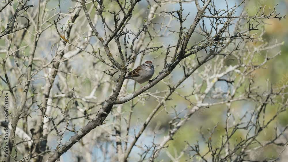 A little Chipping Sparrow sitting in a leafless tree - Spizella passerina A little Chipping Sparrow sitting in a leafless tree - Spizella passerina