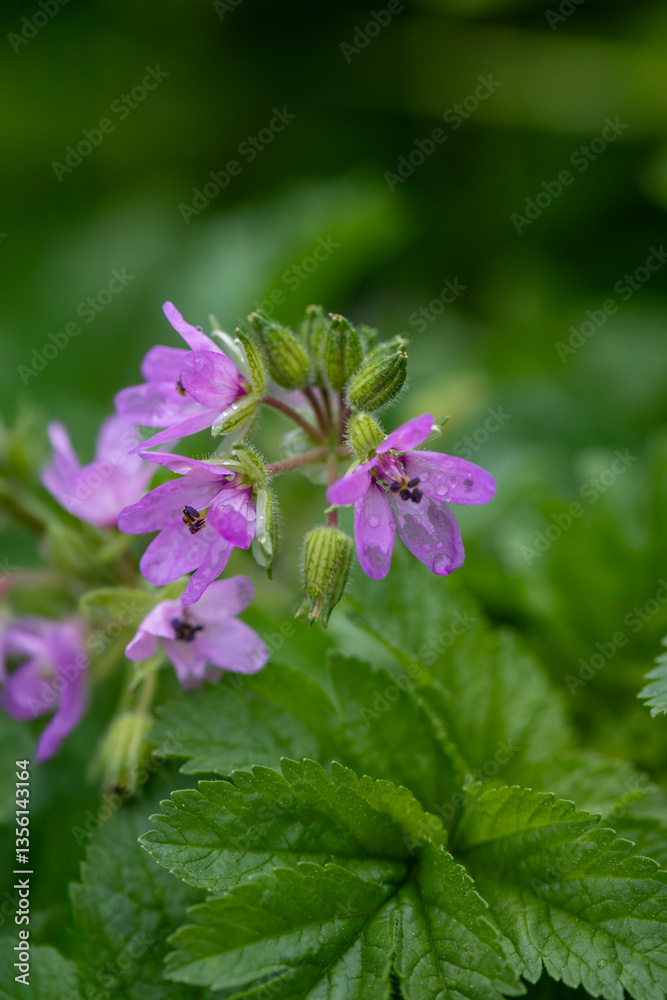 Obraz premium Beautiful purple wildflower blooms among green foliage