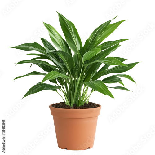 Wallpaper Mural Lush Green Potted Houseplant in Terracotta Pot Isolated on Transparent Background Torontodigital.ca