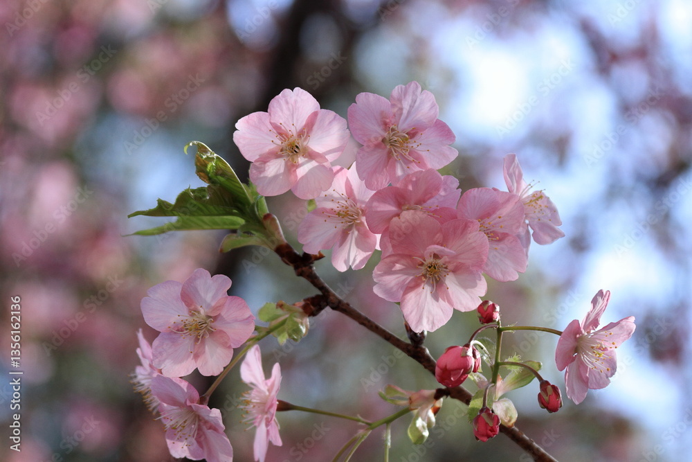 Obraz premium The cherry blossoms have bloomed