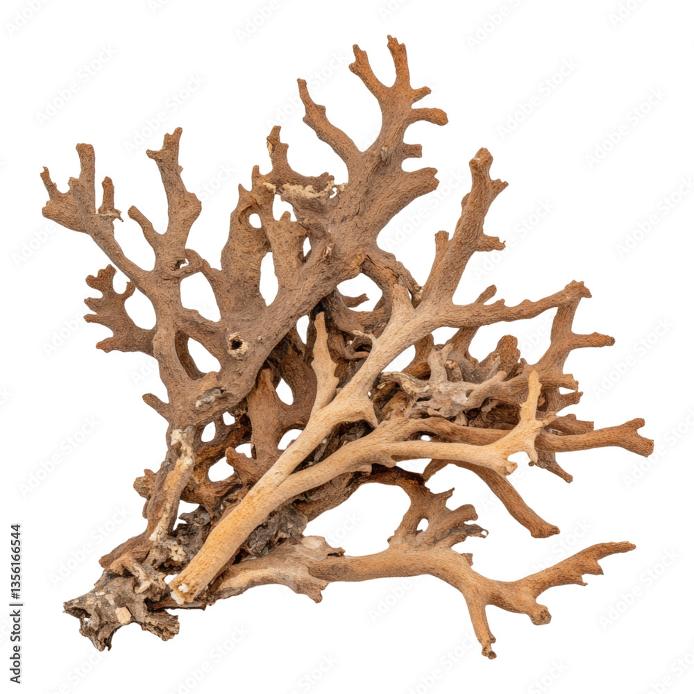 Fototapeta premium Natural Driftwood Piece for Creative Decoration Ideas