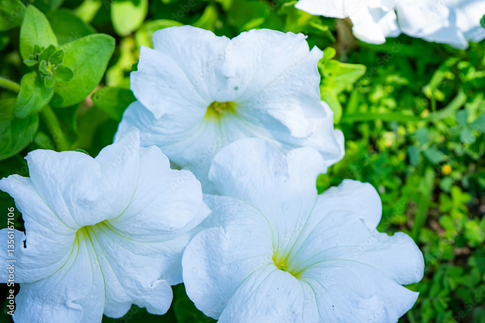 Vibrant Multi-Colored Petunia Flowers in Full Bloom – Stunning Floral Photography Vibrant Multi-Colored Petunia Flowers in Full Bloom – Stunning Floral Photography