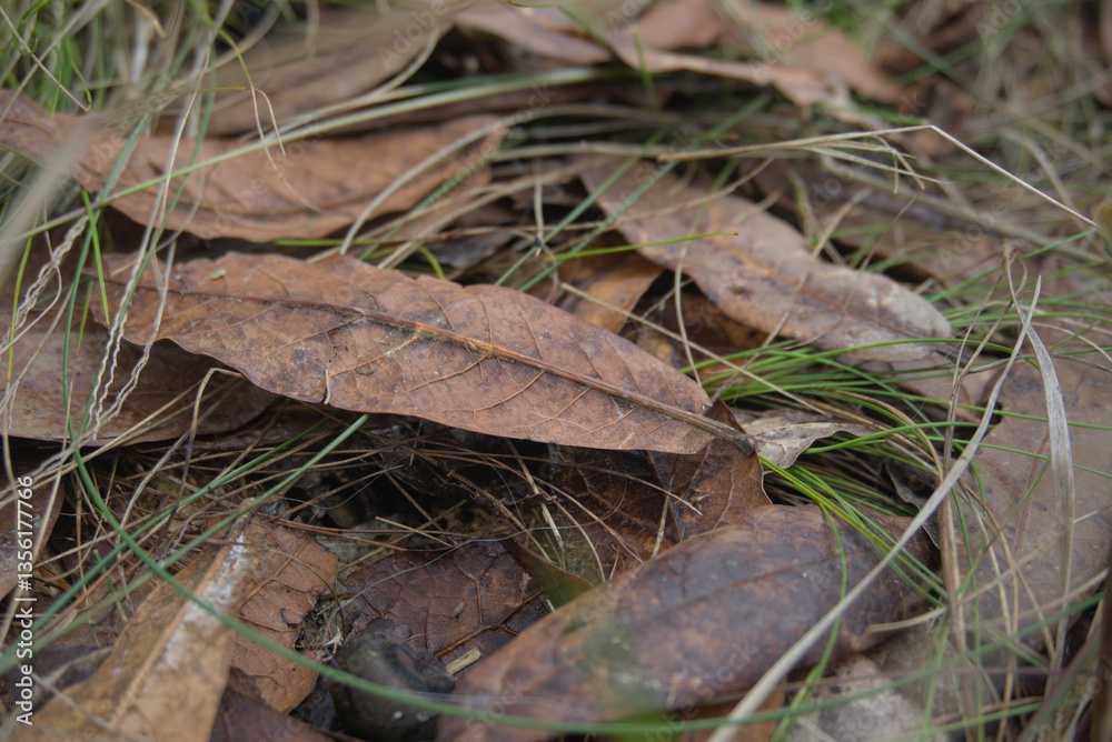Fototapeta premium Oak leaves on the forest floor