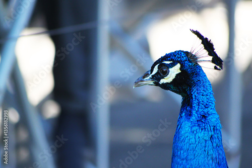 pavo real