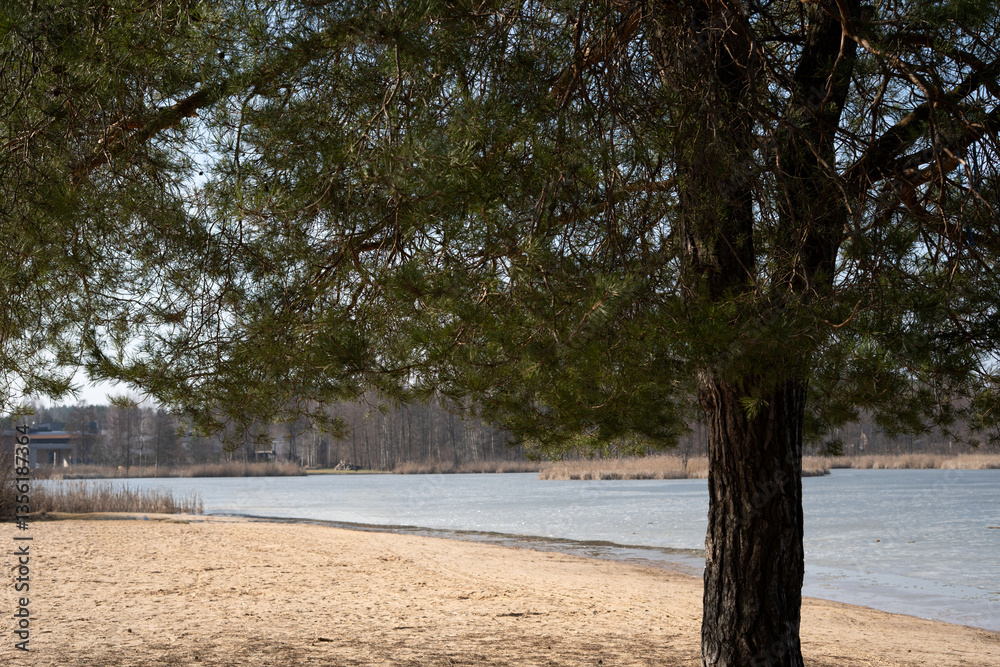 tranquil beach scene with prominent pine tree overlooking calm riverscape and distant tree line in early spring atmosphere under clear blue sky, isolation, untouched, pastoral, undisturbed, quiet tranquil beach scene with prominent pine tree overlooking calm riverscape and distant tree line in early spring atmosphere under clear blue sky, isolation, untouched, pastoral, undisturbed, quiet